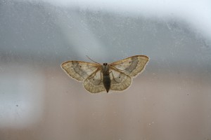 moth0001
